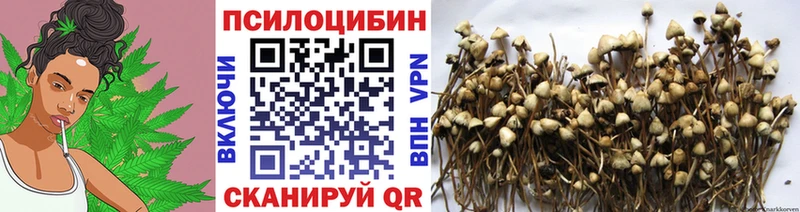 купить наркоту  Благовещенск  Псилоцибиновые грибы мицелий 